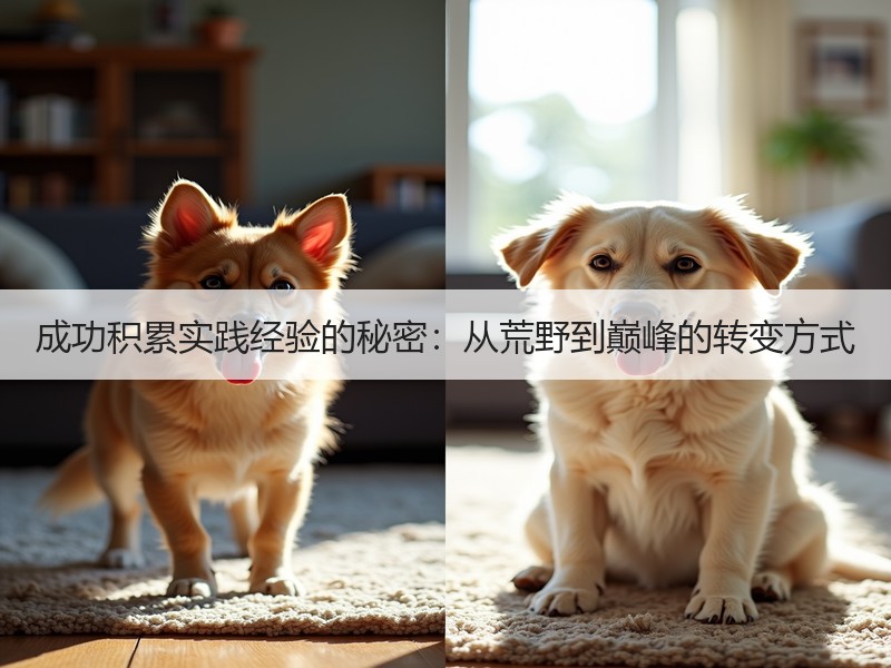 成功积累实践经验的秘密：从荒野到巅峰的转
